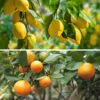 Orange And Lemon Tree Collection 1 Orange And Lemon Tree Collection -Garden Bulbs Store 340073