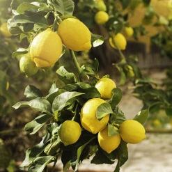 Orange And Lemon Tree Collection -Garden Bulbs Store 340073 1