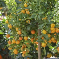 Orange And Lemon Tree Collection -Garden Bulbs Store 340073 2