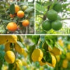 Citrus Grove Collection, Orange, Lemon And Lime 2 Citrus Grove Collection, Orange, Lemon And Lime -Garden Bulbs Store 340081