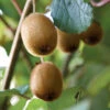 Actinidia Deliciosa - Kiwi Fruit 'Jenny' -Garden Bulbs Store 340098