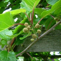 Actinidia Deliciosa - Kiwi Fruit 'Jenny' -Garden Bulbs Store 340098 3