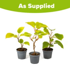 Actinidia Deliciosa - Kiwi Fruit 'Jenny' -Garden Bulbs Store 340098 4