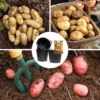 Complete Patio Potato Growing Kit 2 Complete Patio Potato Growing Kit -Garden Bulbs Store 350007
