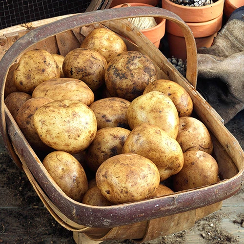 Complete Patio Potato Growing Kit 7 Complete Patio Potato Growing Kit - Image 5