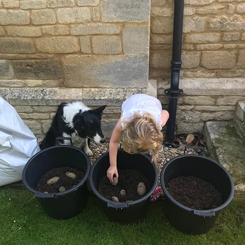 Complete Patio Potato Growing Kit 8 Complete Patio Potato Growing Kit - Image 6