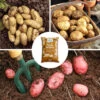 Complete Patio Potato Top-up Kit -Garden Bulbs Store 350062