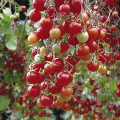 'Tumbling Tom' Tomato 9 'Tumbling Tom' Tomato -Garden Bulbs Store 370026 1