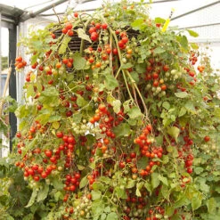 'Tumbling Tom' Tomato 10 'Tumbling Tom' Tomato -Garden Bulbs Store 370026 2
