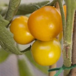 'Tumbling Tom Yellow' Tomato 8 'Tumbling Tom Yellow' Tomato -Garden Bulbs Store 370036 1
