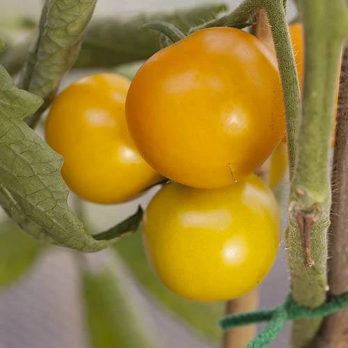 'Tumbling Tom Yellow' Tomato 6 'Tumbling Tom Yellow' Tomato - Image 4
