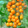 Cherry Tomato 'Sungold SuperSweet' 2 Cherry Tomato 'Sungold SuperSweet' -Garden Bulbs Store 370043