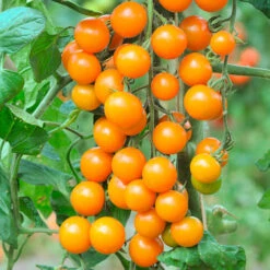 Cherry Tomato 'Sungold SuperSweet'