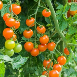 Cherry Tomato 'Sungold SuperSweet' -Garden Bulbs Store 370043 2