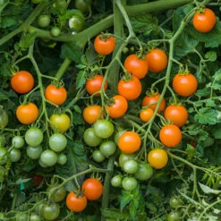 Cherry Tomato 'Sungold SuperSweet' -Garden Bulbs Store 370043 3
