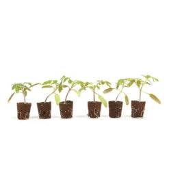 Cherry Tomato 'Sungold SuperSweet' -Garden Bulbs Store 370043 4