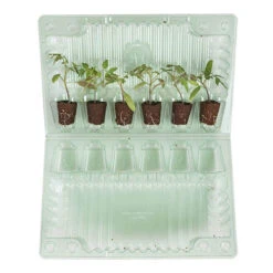 Cherry Tomato 'Sungold SuperSweet' -Garden Bulbs Store 370043 5