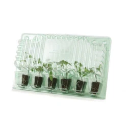 Cherry Tomato 'Sungold SuperSweet' -Garden Bulbs Store 370043 6