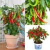 Chilli Collection -Garden Bulbs Store 370073