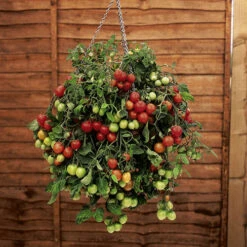 Garden Bulbs Store -Garden Bulbs Store 370074 1