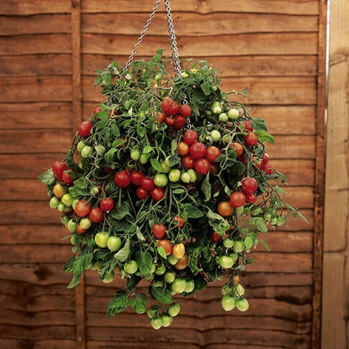 Patio Vegetable Collection 4 Patio Vegetable Collection - Image 2