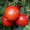 Tomato 'Moneymaker' -Garden Bulbs Store 370087