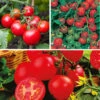 Tomato Collection -Garden Bulbs Store 370092