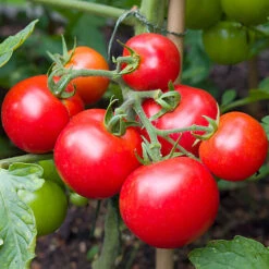Tomato Collection -Garden Bulbs Store 370092 1