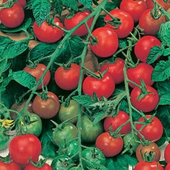 Tomato Collection -Garden Bulbs Store 370092 2