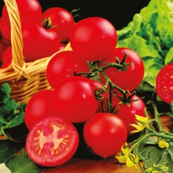 Tomato Collection -Garden Bulbs Store 370092 3