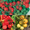 Tomato Collection 9cm X 3 -Garden Bulbs Store 370100