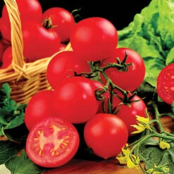 Tomato Collection 9cm X 3 -Garden Bulbs Store 370100 2