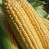 Sweetcorn 'Swift' -Garden Bulbs Store 380108