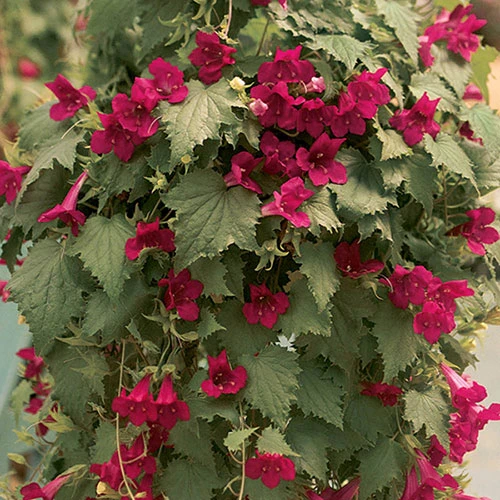 Lofos Burgundy Wine 4 Lofos Burgundy Wine - Image 2