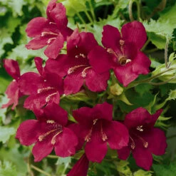 Lofos Burgundy Wine 9 Lofos Burgundy Wine -Garden Bulbs Store 400087 2