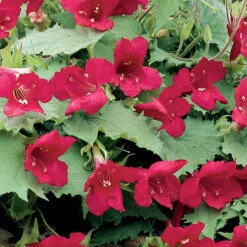Lofos Burgundy Wine 10 Lofos Burgundy Wine -Garden Bulbs Store 400087 3