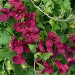 Lofos Burgundy Wine 11 Lofos Burgundy Wine -Garden Bulbs Store 400087 4