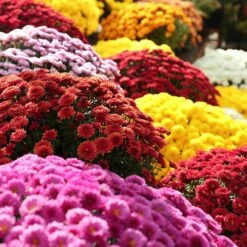 Chrysanthemum 'Garden Mums' Collection -Garden Bulbs Store 400161 2
