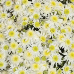 Chrysanthemum 'Garden Mums' Collection -Garden Bulbs Store 400161 7