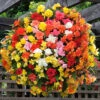 Begonia 'Super Cascade' Mix -Garden Bulbs Store 400543