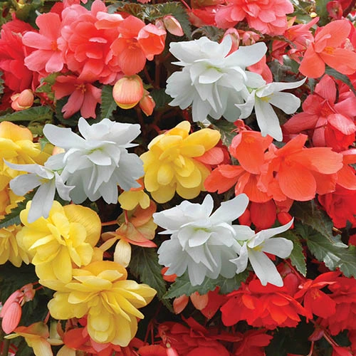 Begonia 'Super Cascade' Mix 4 Begonia 'Super Cascade' Mix - Image 2