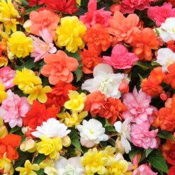 Begonia 'Super Cascade' Mix 11 Begonia 'Super Cascade' Mix -Garden Bulbs Store 400543 4