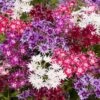 Phlox 'Popstars' Mix -Garden Bulbs Store 400548
