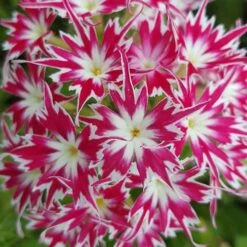 Phlox 'Popstars' Mix -Garden Bulbs Store 400548 1
