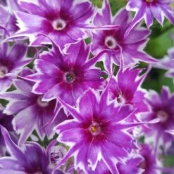 Phlox 'Popstars' Mix -Garden Bulbs Store 400548 2