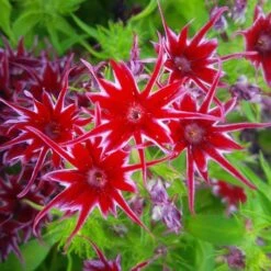 Phlox 'Popstars' Mix -Garden Bulbs Store 400548 3