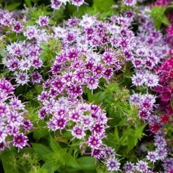 Phlox 'Popstars' Mix -Garden Bulbs Store 400548 5