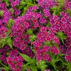 Phlox 'Popstars' Mix -Garden Bulbs Store 400548 6