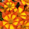 Bidens 'Hawaiian Flare' -Garden Bulbs Store 400551