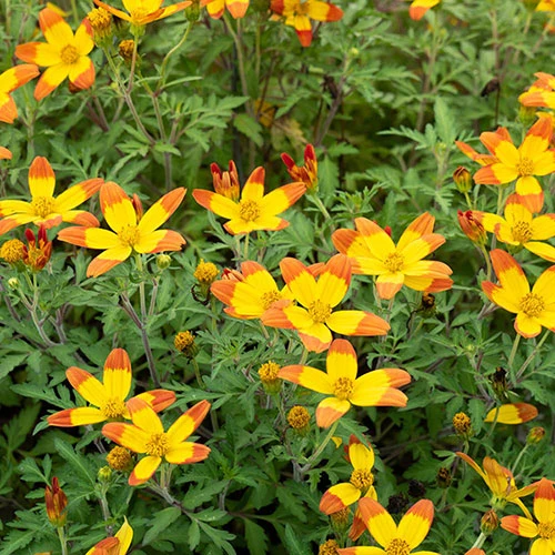 Bidens 'Hawaiian Flare' 4 Bidens 'Hawaiian Flare' - Image 2